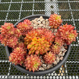 Echeveria 'Rain Star' Crest 流星雨缀化 -- JCC Succulent Plants