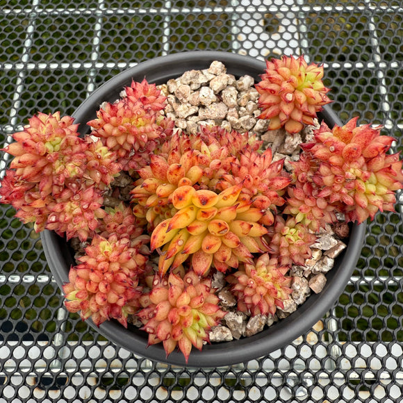 Echeveria 'Rain Star' Crest 流星雨缀化 -- JCC Succulent Plants