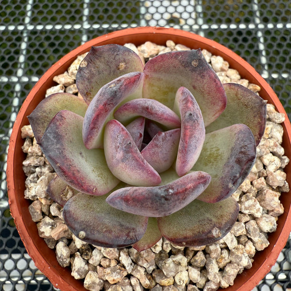 Echeveria 'Black Jade'/ 'Black Orange' 墨玉/黑橙子-- JCC Succulent Plants