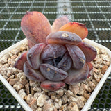 Echeveria 'Black Jade'/ 'Black Orange' 墨玉/黑橙子-- JCC Succulent Plants