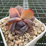 Echeveria 'Black Jade'/ 'Black Orange' 墨玉/黑橙子-- JCC Succulent Plants