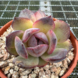 Echeveria 'Black Jade'/ 'Black Orange' 墨玉/黑橙子 -- JCC Succulent Plants