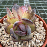 Echeveria 'Black Jade'/ 'Black Orange' 墨玉/黑橙子 -- JCC Succulent Plants