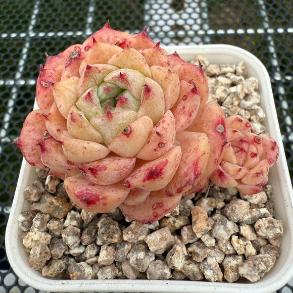 Echeveria Sarahime Botan Sp. 沙罗姬牡丹杂 -- JCC Succulent Plants