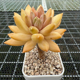 Echeveria 'Urara' 乌拉拉 -- JCC Succulent Plants