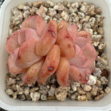 Echeveria 'Red Wax' 红蜡 -- JCC Succulent Plants