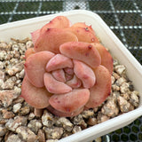 Echeveria 'Red Wax' 红蜡 -- JCC Succulent Plants