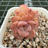 Echeveria 'Red Wax' 红蜡 -- JCC Succulent Plants