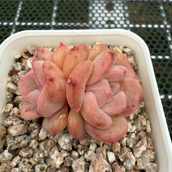 Echeveria 'Red Wax' 红蜡 -- JCC Succulent Plants