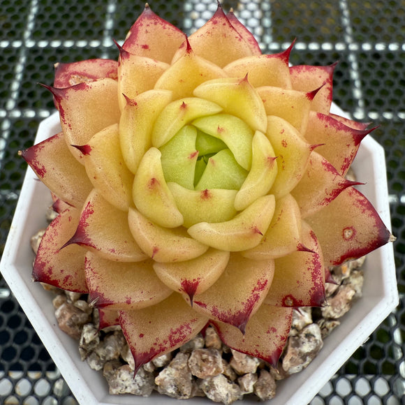 Echeveria 'Red Honey Malgan' 红蜜麦秆 -- JCC Succulent Plants