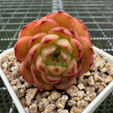 Echeveria 'Chocolate Mocha' 巧克力摩卡 -- JCC Succulent Plants