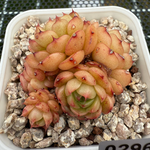 Echeveria 'Chocolate Mocha' 巧克力摩卡 -- JCC Succulent Plants