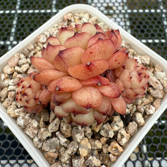 Echeveria 'Chocolate Mocha' 巧克力摩卡 -- JCC Succulent Plants