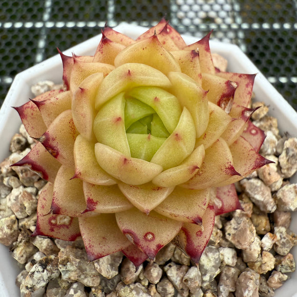 Echeveria 'Red Honey Malgan' 红蜜麦秆 -- JCC Succulent Plants