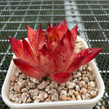 Echeveria 'Fire Soul' 火灵魂 -- JCC Succulent Plants