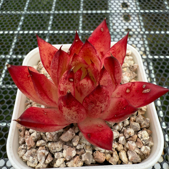 Echeveria 'Fire Soul' 火灵魂 -- JCC Succulent Plants