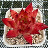 Echeveria 'Fire Soul' 火灵魂 -- JCC Succulent Plants