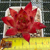 Echeveria 'Fire Soul' 火灵魂 -- JCC Succulent Plants