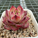 Echeveria 'Luna' 露娜 -- JCC Succulent Plants