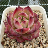 Echeveria 'Luna' 露娜 -- JCC Succulent Plants