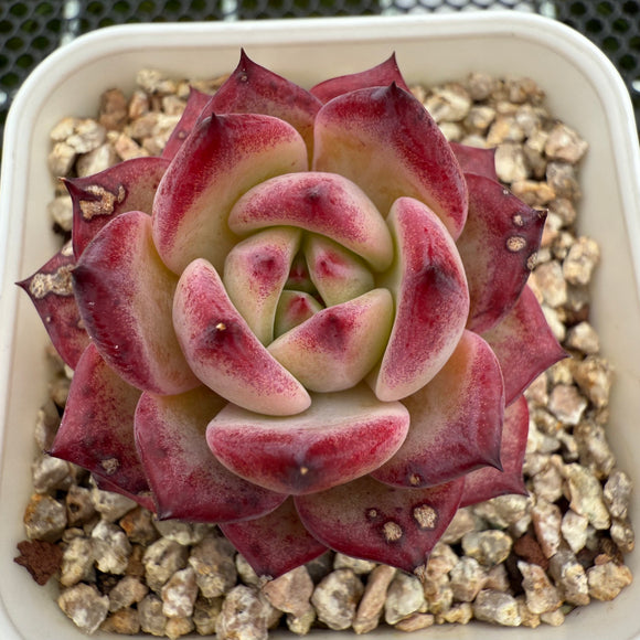 Echeveria 'Luna' 露娜 -- JCC Succulent Plants