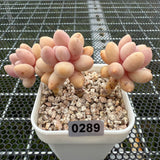 Pachyphytum 'Lovely Finger' 可爱手指 -- JCC Succulent Plants