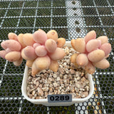 Pachyphytum 'Lovely Finger' 可爱手指 -- JCC Succulent Plants