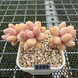 Pachyphytum 'Lovely Finger' 可爱手指 -- JCC Succulent Plants