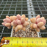 Pachyphytum 'Lovely Finger' 可爱手指 -- JCC Succulent Plants