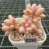 Pachyphytum 'Lovely Finger' 可爱手指 -- JCC Succulent Plants