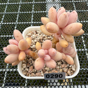 Pachyphytum 'Lovely Finger' 可爱手指 -- JCC Succulent Plants