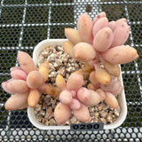 Pachyphytum 'Lovely Finger' 可爱手指 -- JCC Succulent Plants