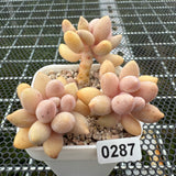 Pachyphytum 'Lovely Finger' 可爱手指 -- JCC Succulent Plants