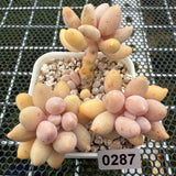 Pachyphytum 'Lovely Finger' 可爱手指 -- JCC Succulent Plants