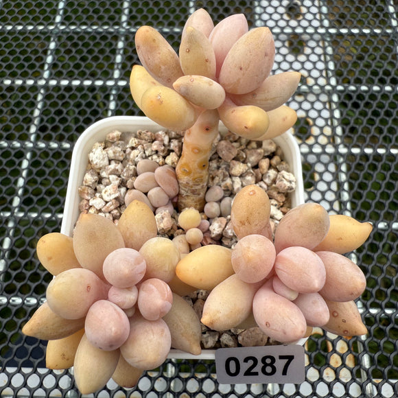 Pachyphytum 'Lovely Finger' 可爱手指 -- JCC Succulent Plants