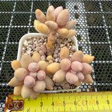 Pachyphytum 'Lovely Finger' 可爱手指 -- JCC Succulent Plants