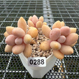 Pachyphytum 'Lovely Finger' 可爱手指 -- JCC Succulent Plants