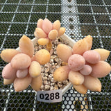 Pachyphytum 'Lovely Finger' 可爱手指 -- JCC Succulent Plants