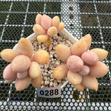 Pachyphytum 'Lovely Finger' 可爱手指 -- JCC Succulent Plants