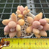 Pachyphytum 'Lovely Finger' 可爱手指 -- JCC Succulent Plants