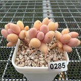 Pachyphytum 'Lovely Finger' 可爱手指 -- JCC Succulent Plants