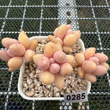 Pachyphytum 'Lovely Finger' 可爱手指 -- JCC Succulent Plants