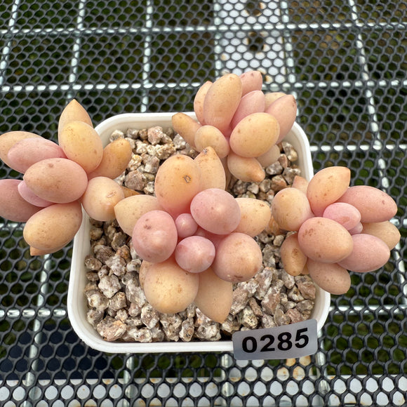 Pachyphytum 'Lovely Finger' 可爱手指 -- JCC Succulent Plants