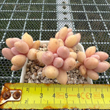 Pachyphytum 'Lovely Finger' 可爱手指 -- JCC Succulent Plants