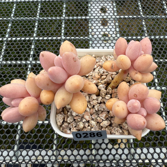 Pachyphytum 'Lovely Finger' 可爱手指 -- JCC Succulent Plants