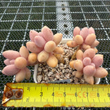 Pachyphytum 'Lovely Finger' 可爱手指 -- JCC Succulent Plants