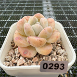 Echeveria 'Amber Ice Green' 琥珀冰玉 -- JCC Succulent Plants