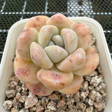 Echeveria 'Amber Ice Green' 琥珀冰玉 -- JCC Succulent Plants