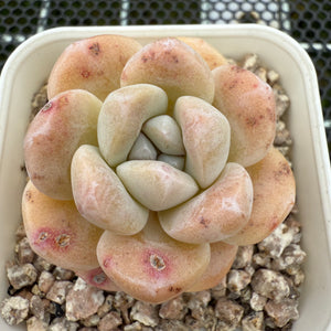 Echeveria 'Amber Ice Green' 琥珀冰玉 -- JCC Succulent Plants