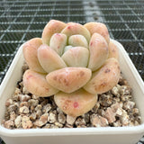 Echeveria 'Amber Ice Green' 琥珀冰玉 -- JCC Succulent Plants